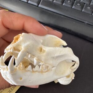 rs359 domestic cat skull replica facing slight left