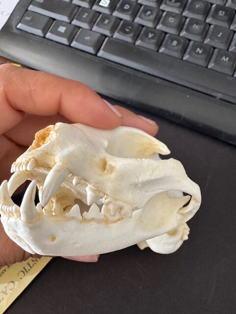 rs359 domestic cat skull replica facing slight left