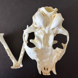 RS359 domenstic cat skull replica open jaws