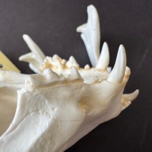 rs359 domestic cat skull replica teeth