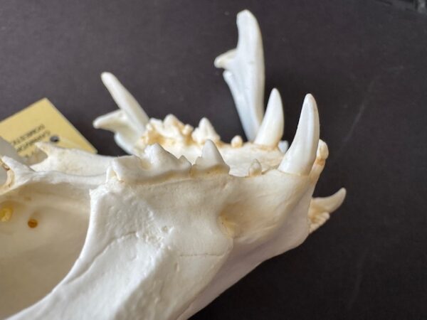 rs359 domestic cat skull replica teeth