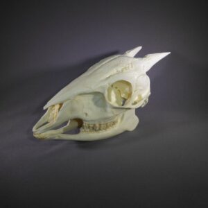 red forest duiker male skull replica horn left no horns CA27412