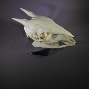 red forest duiker male skull replica horn off right CA27412