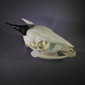 red forest duiker male skull replica horn on right CA27412