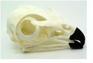 Red Tail Hawk Bird Skull Replica