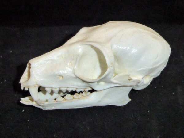 ring tailed lemur skull replica rs323