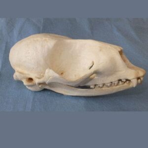 ringed seal skull replica right