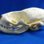 Ringed Seal Skull Replica
