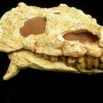 Pareiasaurus Adult Skull Cast