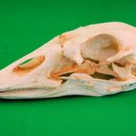 Domestic Goose Skull Replica