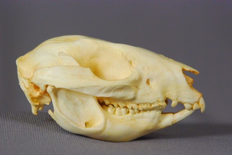 Rufous-Rat-Kangaroo-Skull-replica-facing-right-CARB4831