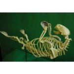 Sea Otter Complete Mounted Skeleton Replica