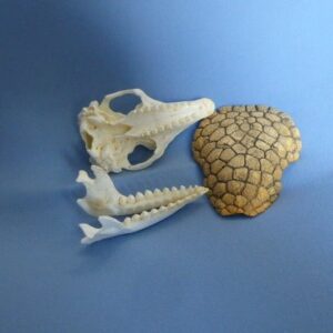 six banded armadillo skull replica 5 rs486
