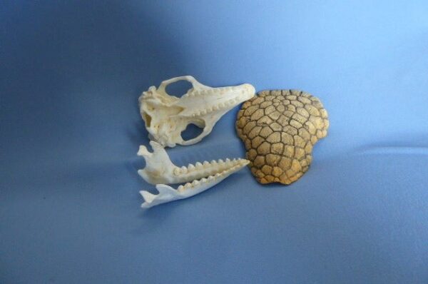 six banded armadillo skull replica 5 rs486