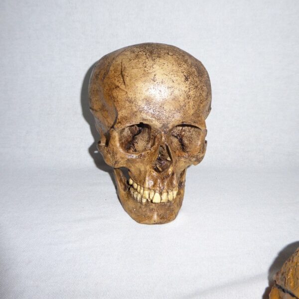 sw amerind skull replica straight HS102