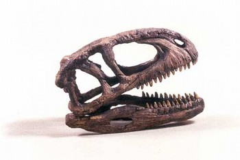 Abelisaurus Skull Replica
