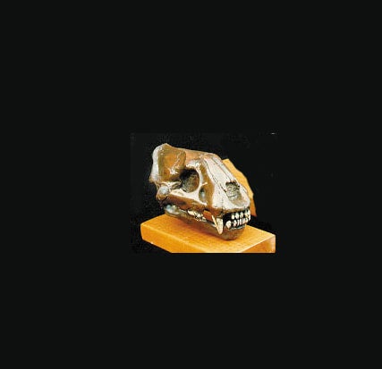 Saber-toothed-Cat-Juvenile-Skull-slight-right-replica-S025J