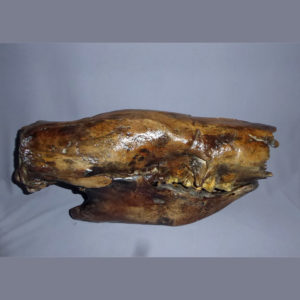 scelidodon sloth skull replica