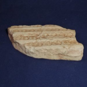 sigillaria lycopod bark replica slab