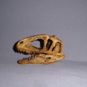 sinraptor dinosaur skull replica left view