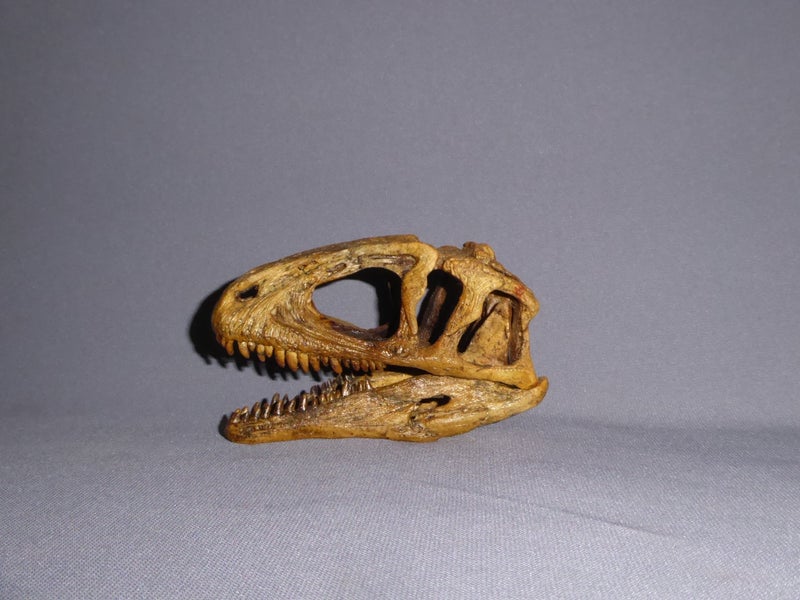 Sinraptor-Dinosaur-Skull-Replica-left-view-MG07