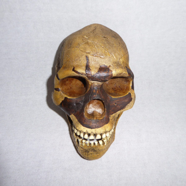 Skull 5 Homo Sapien
