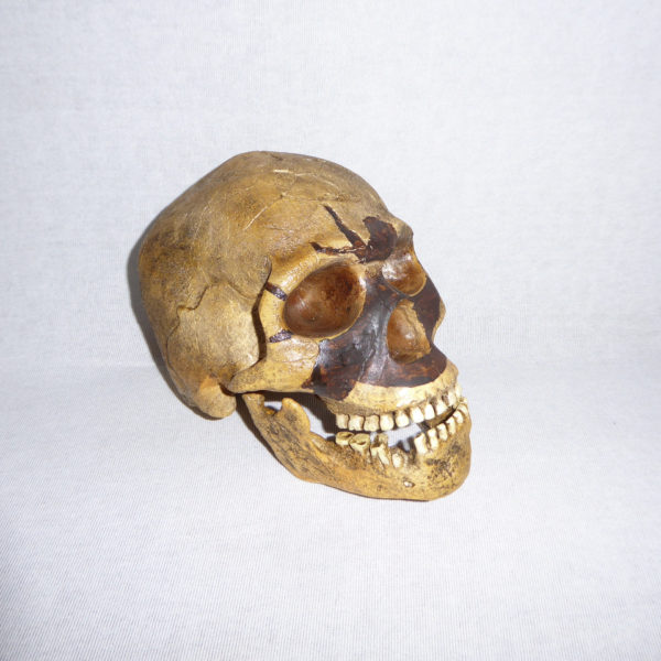 Skull 5 Homo Sapien facing right