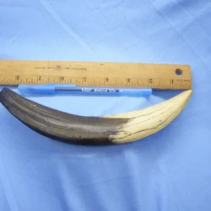 Smilodon-tooth-replica-museum-quality-polyurethane-resin-cast.