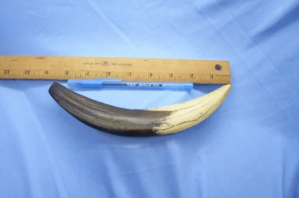Smilodon-tooth-replica-museum-quality-polyurethane-resin-cast.