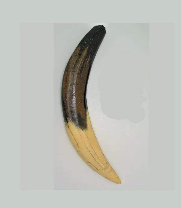 Smilodon tooth replica museum-quality polyurethane resin cast white bkgrnd.