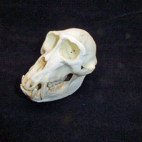 Sooty-Mangabey-Male-Skull-replica-left-CA20745