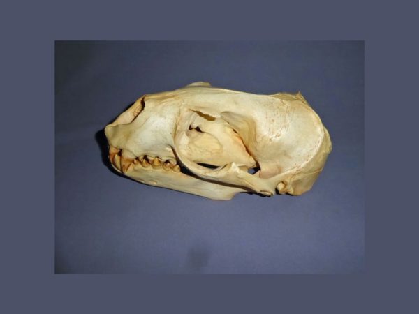 southern sea lion female skull replica left