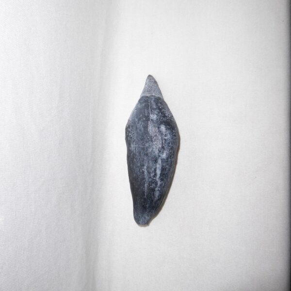 sperm whale fossil tooth replica T37