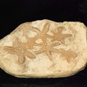 Starfish Seafloor Segment Replica