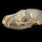 Stink Badger Skull Replica