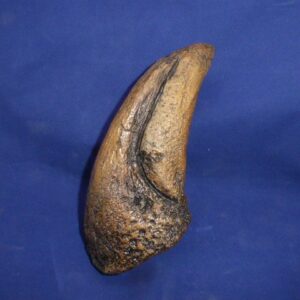 t rex dinosaur toe claw replica facing right