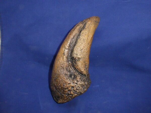 t rex dinosaur toe claw replica facing right
