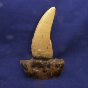t-rex dinosaur tooth replica with base t10
