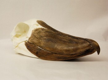 Shoebill Skull Replica Model