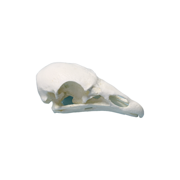 TURKEY VULTURE SKULL REPLICA BEAK CLOSED