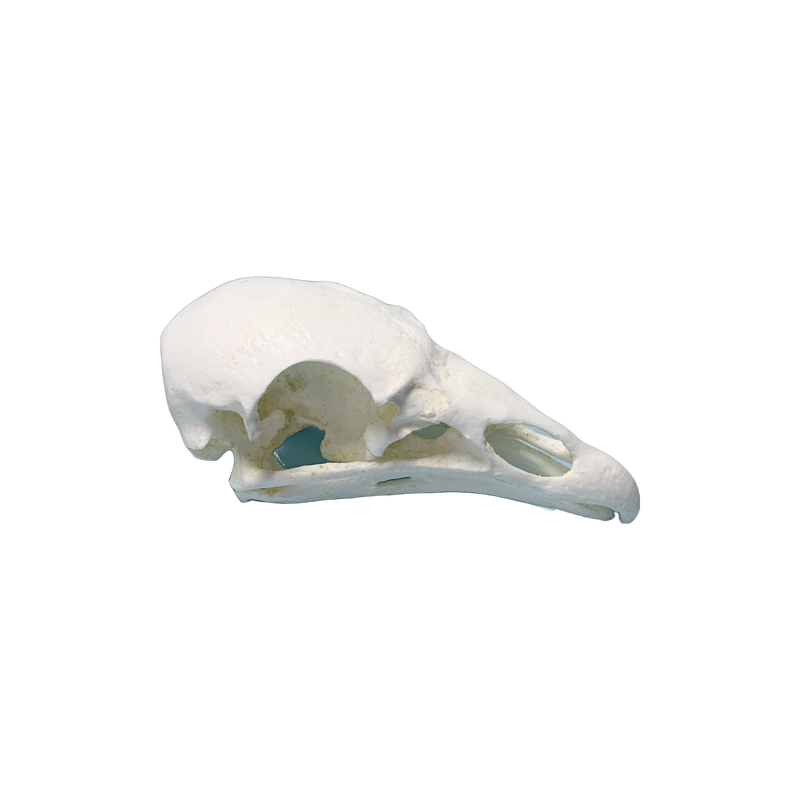Turkey Vulture Skull Replica Skeletons and Skulls Superstore