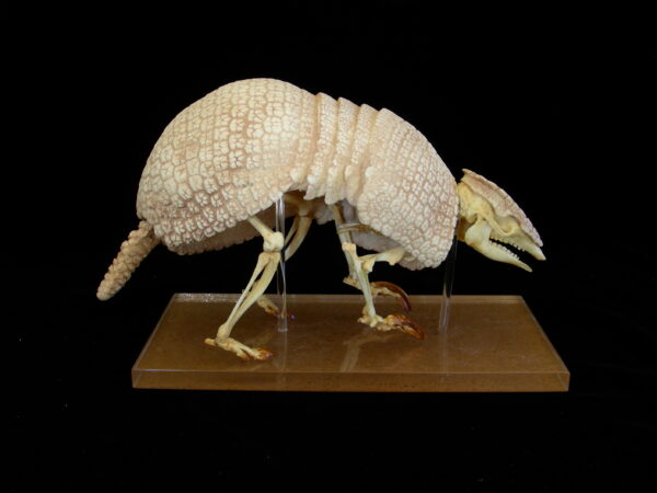 three banded armadillo skeleton with shell