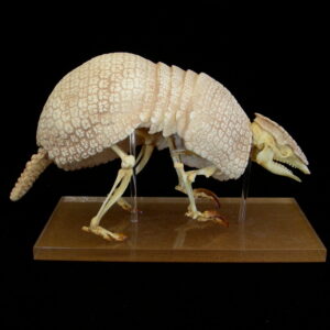 Three-banded armadillo skeleton replica is 9.0 in. Tolypeutes tricinctus is museum-quality cast CAS specimen for zoology.