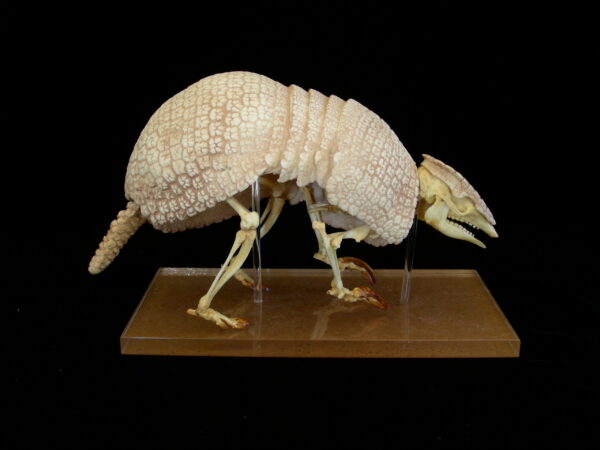 Three-banded armadillo skeleton replica is 9.0 in. Tolypeutes tricinctus is museum-quality cast CAS specimen for zoology.