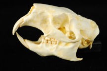 North American Porcupine Skulls Replicas Models