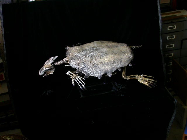 Trionyx Turtle Skeleton Replica - SkeletonsAndSkullsSuperstore