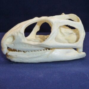 tuatara sphenodon punctatus skull left close CARB0896