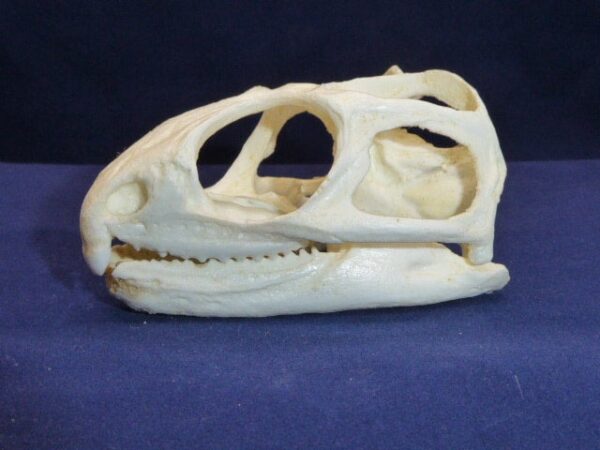 tuatara sphenodon punctatus skull left close CARB0896