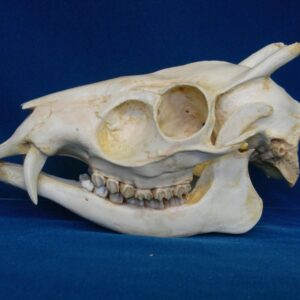tufted deer male skull replica CA07566