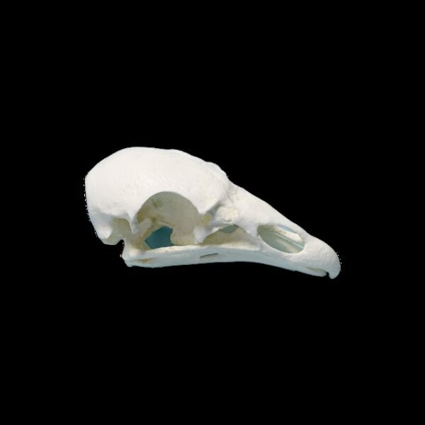 turkey vulture skull replica RS705